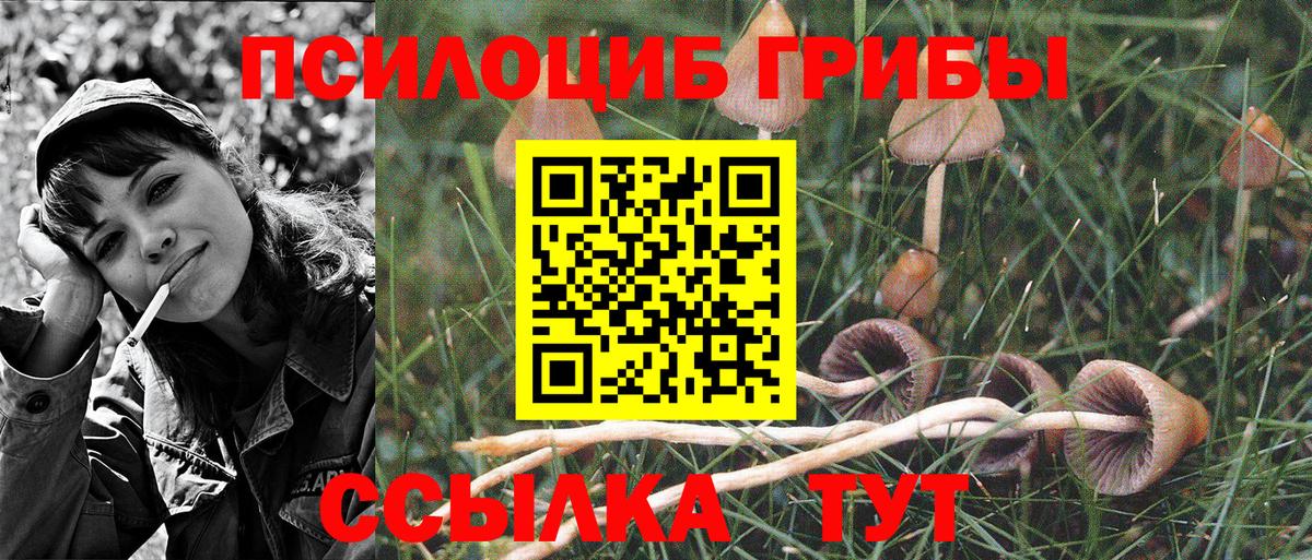 Галлюциногенные грибы Psilocybine cubensis Орёл